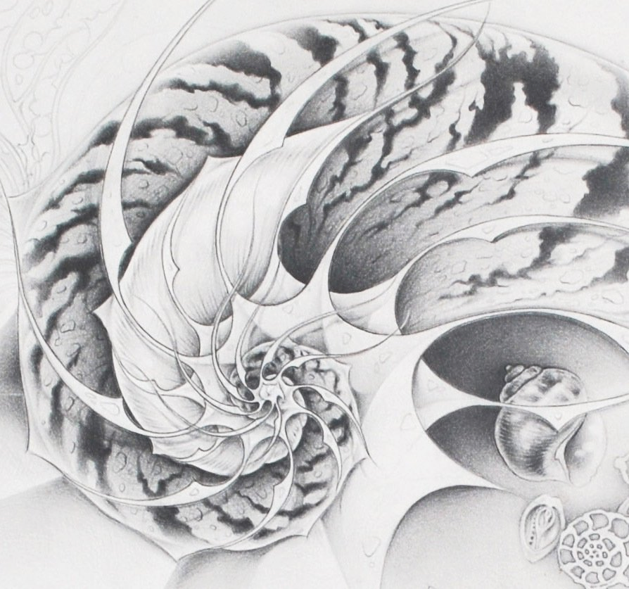 Pencil drawing of shells and bones.