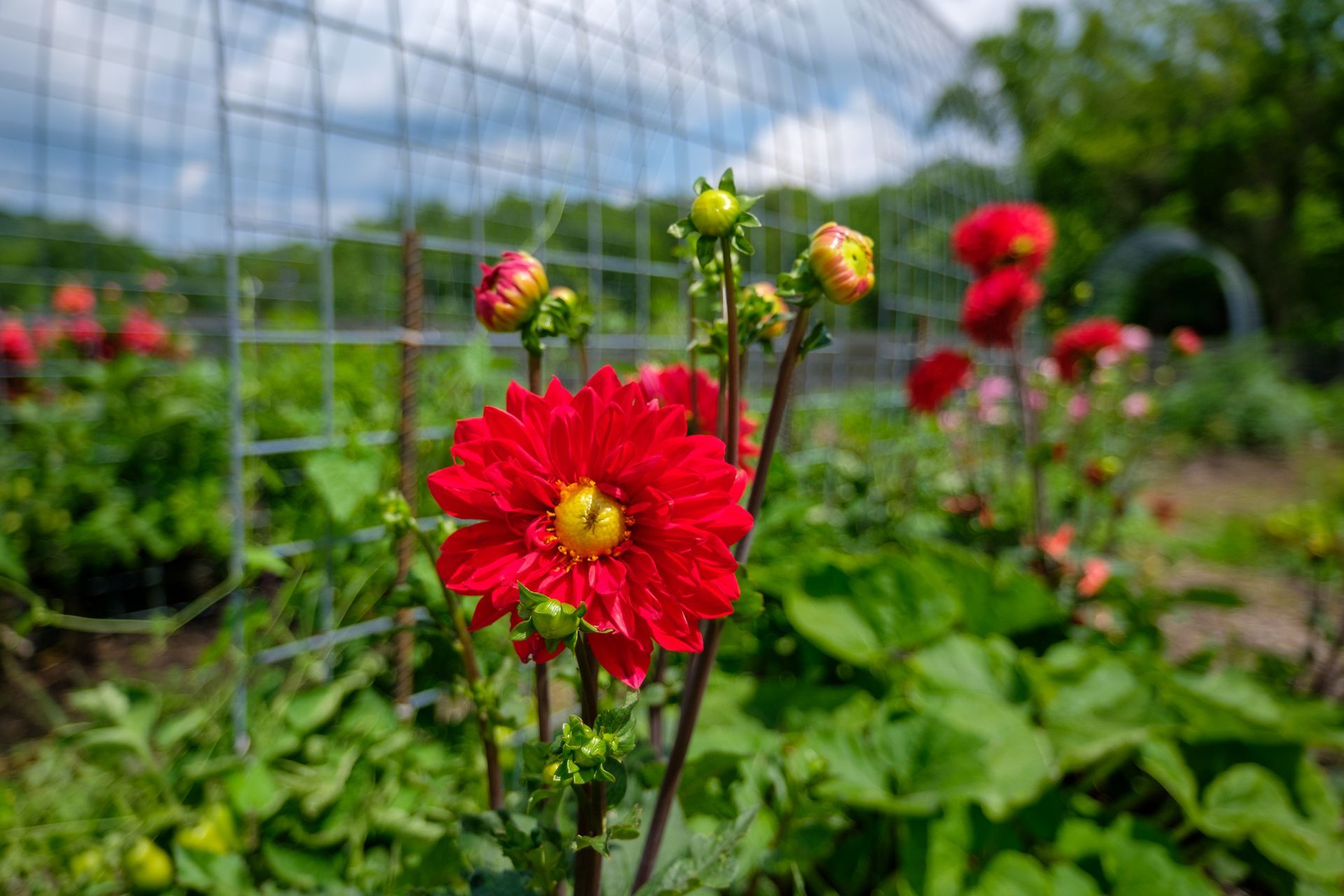 A field of sunflowers with mountains in the background