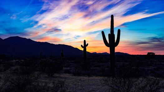 A cactus in the desert at sunset with mountains in the background.