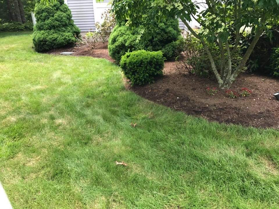 Lush green lawn with a curved edge bordering a mulch bed surrounding bushes and a tree.