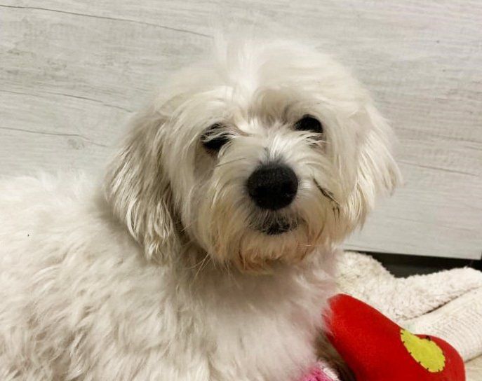 cane di piccola taglia