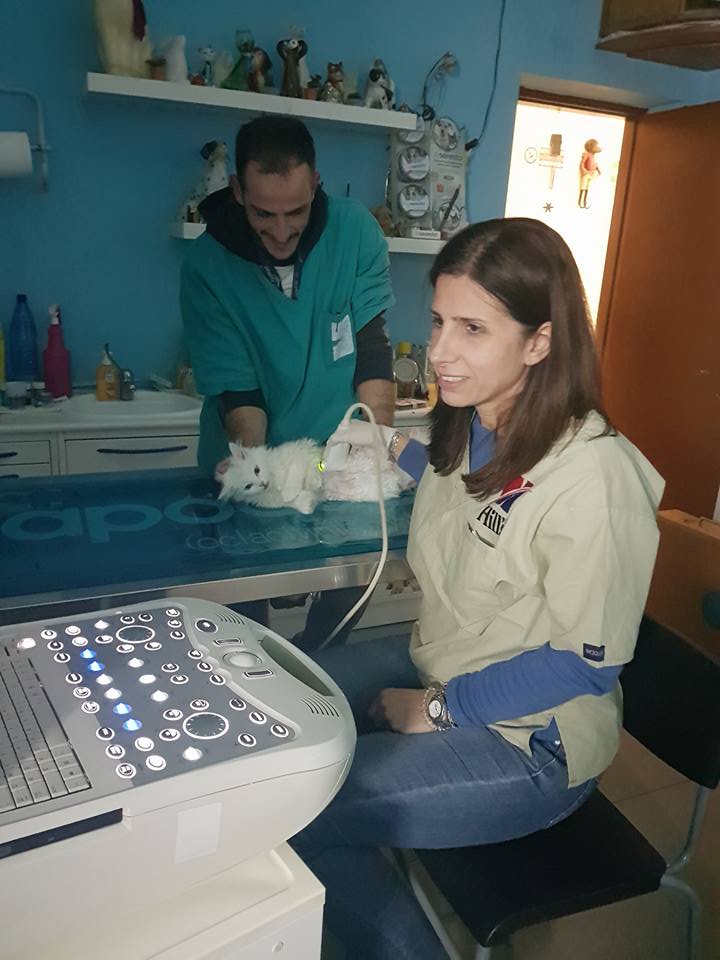 La vetrerinaria mentre fa un'ecografia
