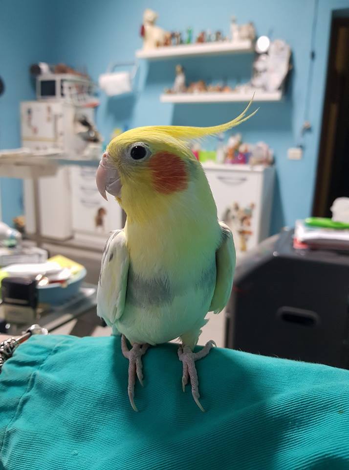 Un pappagallo in cura alla Clinica Veterinaria Leda