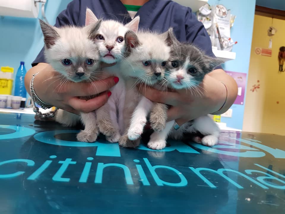 Gattini nella Clinica