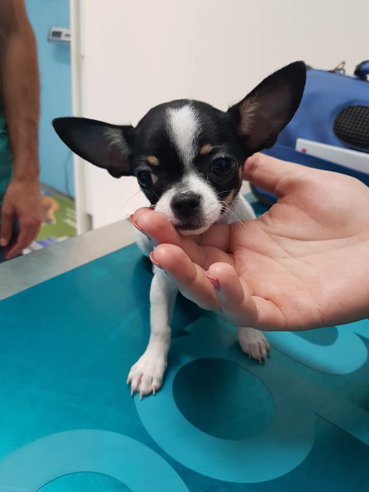 chihuahua nella clinica
