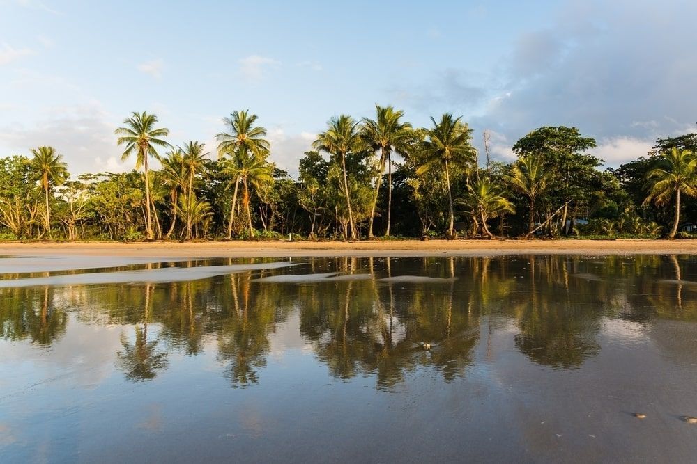 A Row Of Palm Trees Are Reflected In A Body Of Water — Troy Cummings Locksmith In Mission Beach, QLD