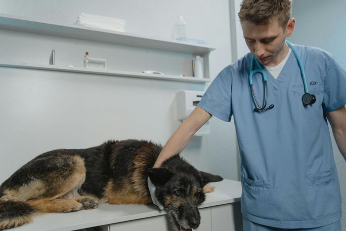 CLÍNICA DE MASCOTAS VETERINARIA EL BUEN PASTOR