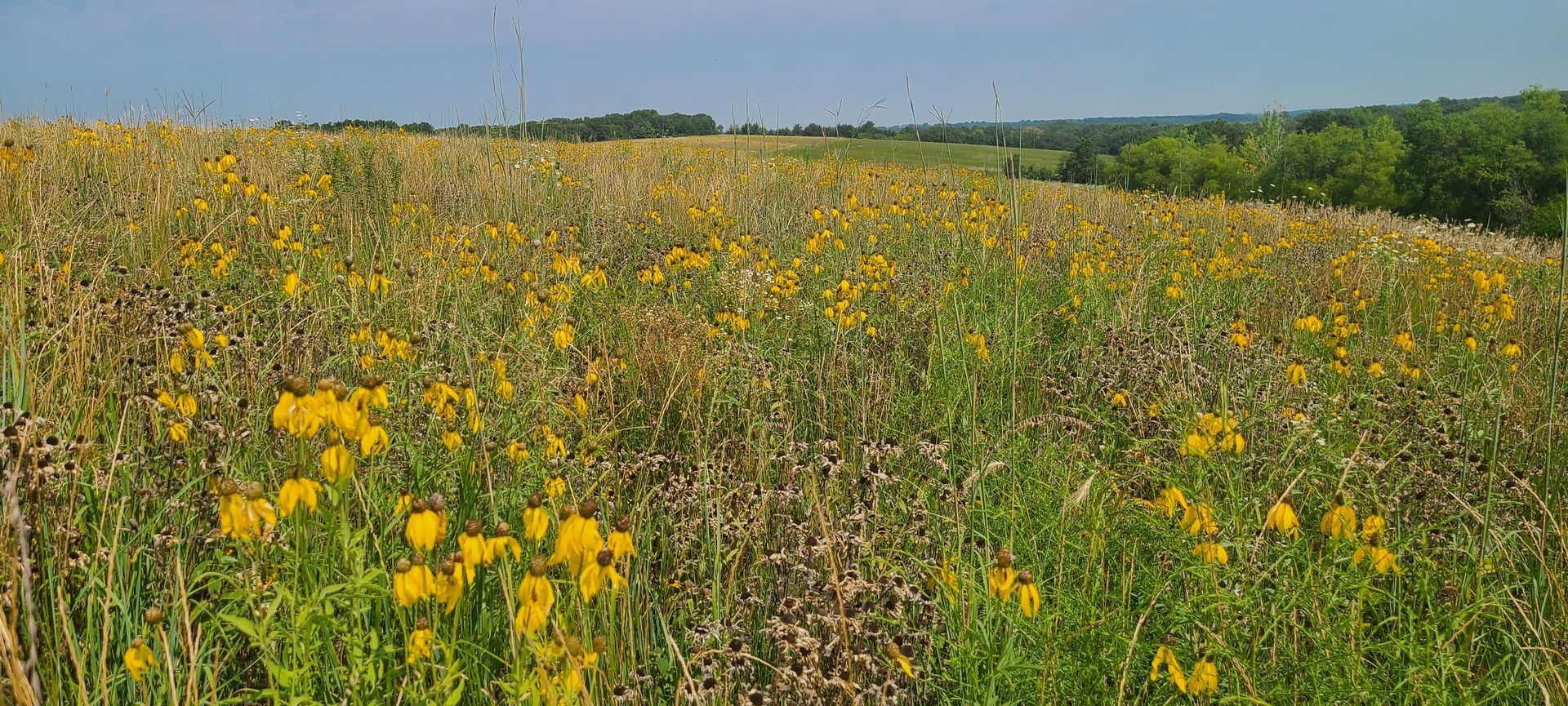 A field filled with yellow flowers and green grass on a sunny day.