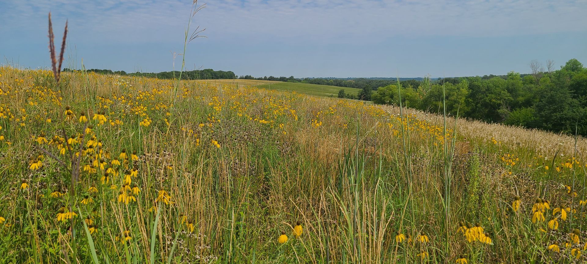 A field of tall grass and yellow flowers on a hillside.