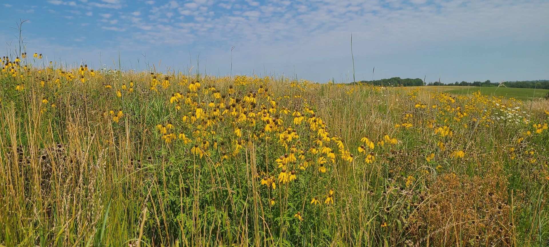 A field of tall grass and yellow flowers on a sunny day.