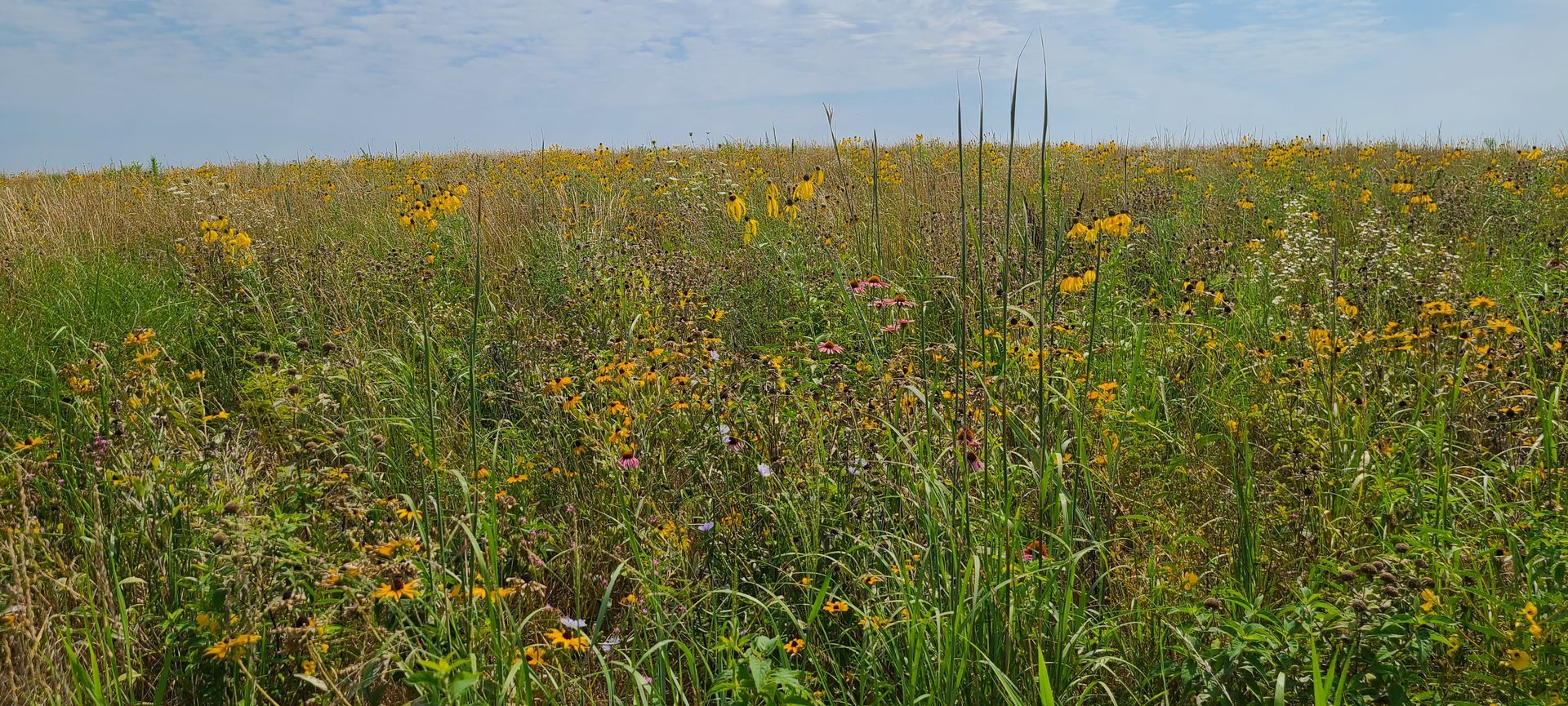 A field of grass and flowers with a blue sky in the background.