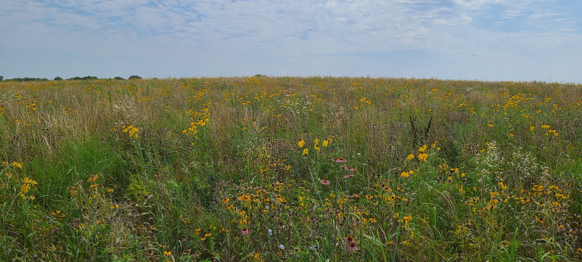 A field of tall grass and yellow flowers with a blue sky in the background.
