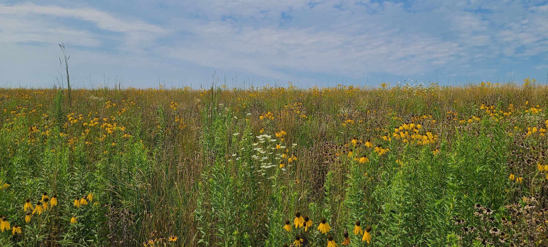 There are many different types of flowers in this field.