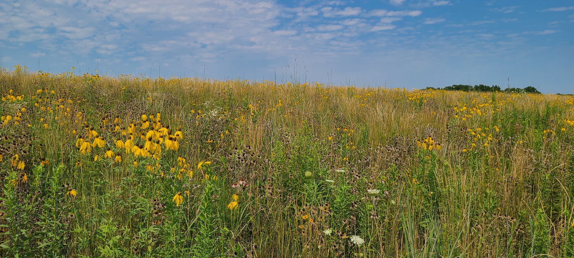 A field of tall grass and yellow flowers on a sunny day.