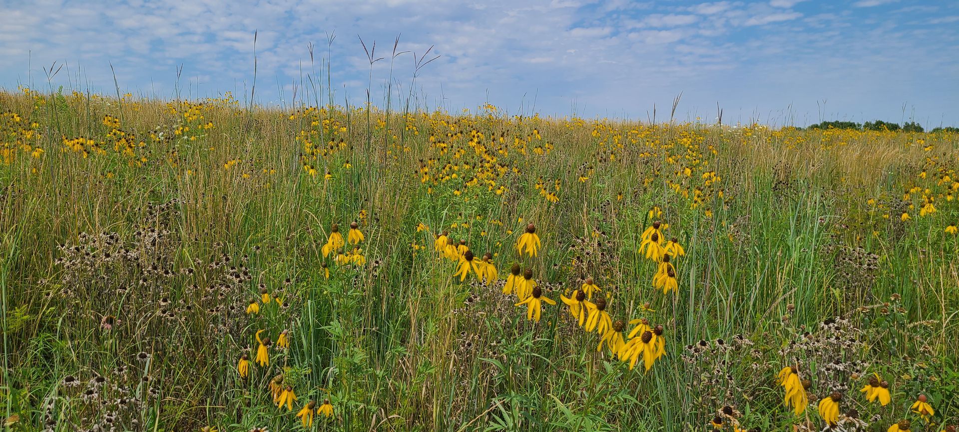 A field filled with yellow flowers and green grass on a sunny day.