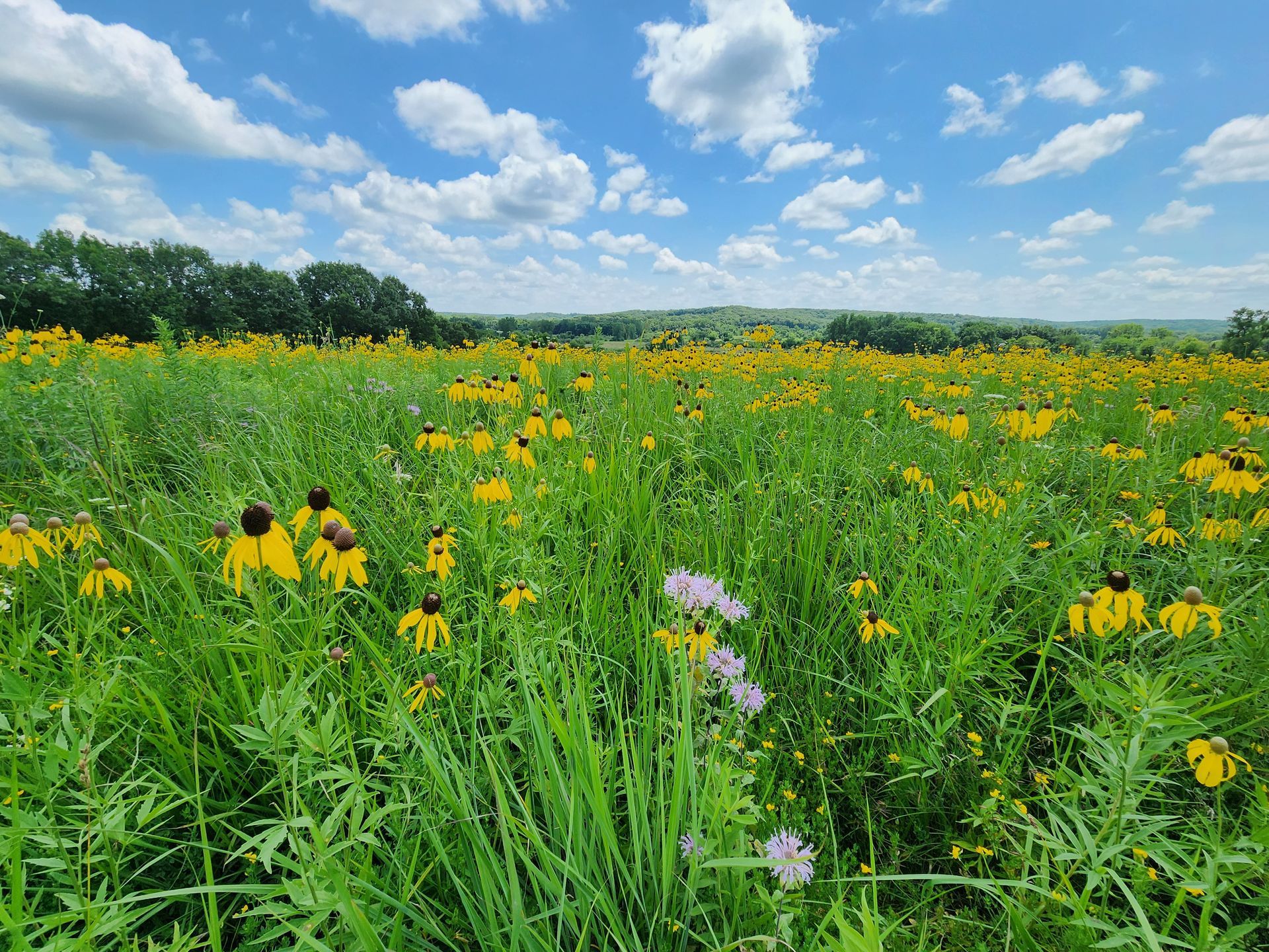 A field of yellow and purple flowers on a sunny day