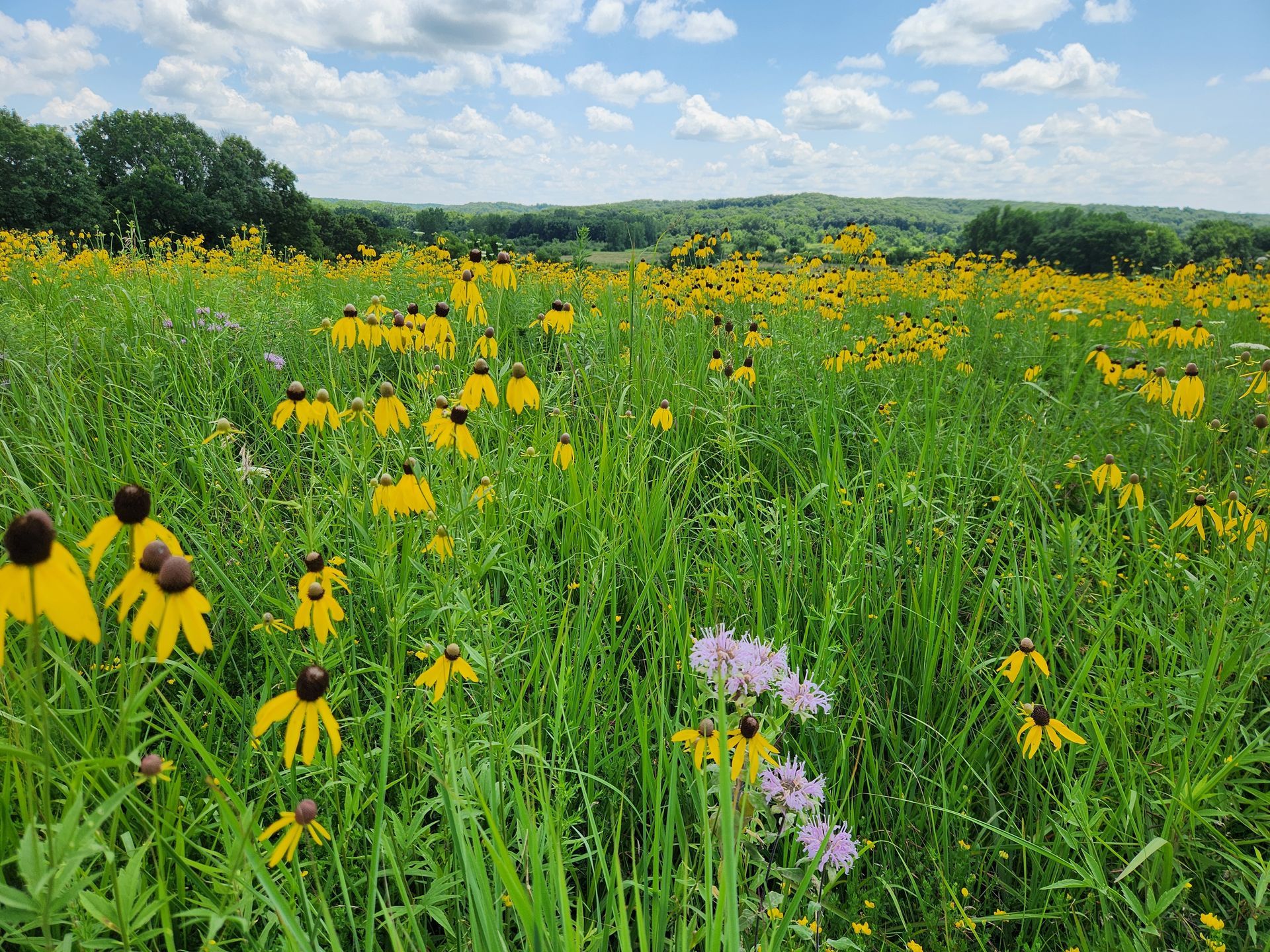 A field filled with yellow and purple flowers on a sunny day.