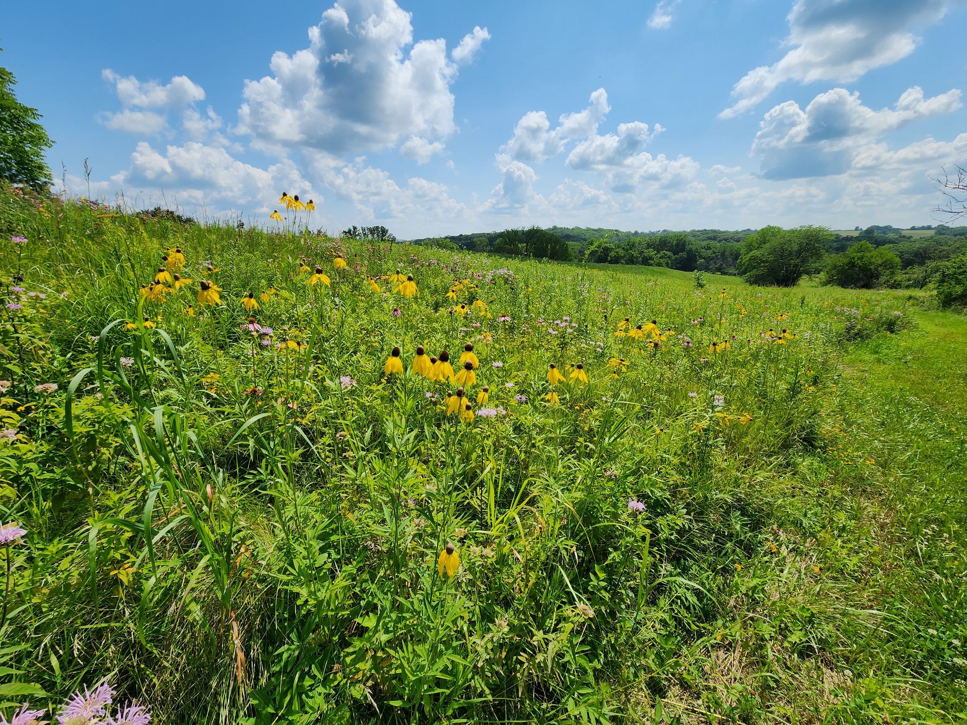 A field of grass and flowers on a sunny day