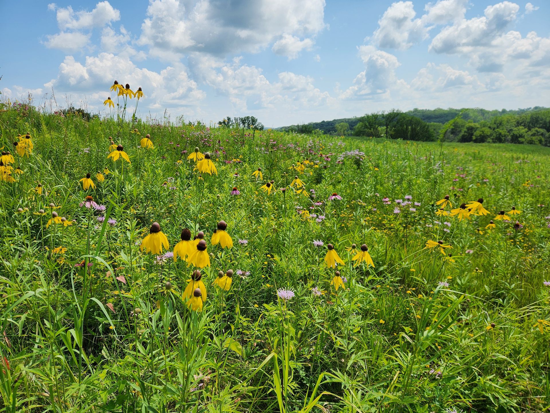 A field filled with yellow and purple flowers on a sunny day.