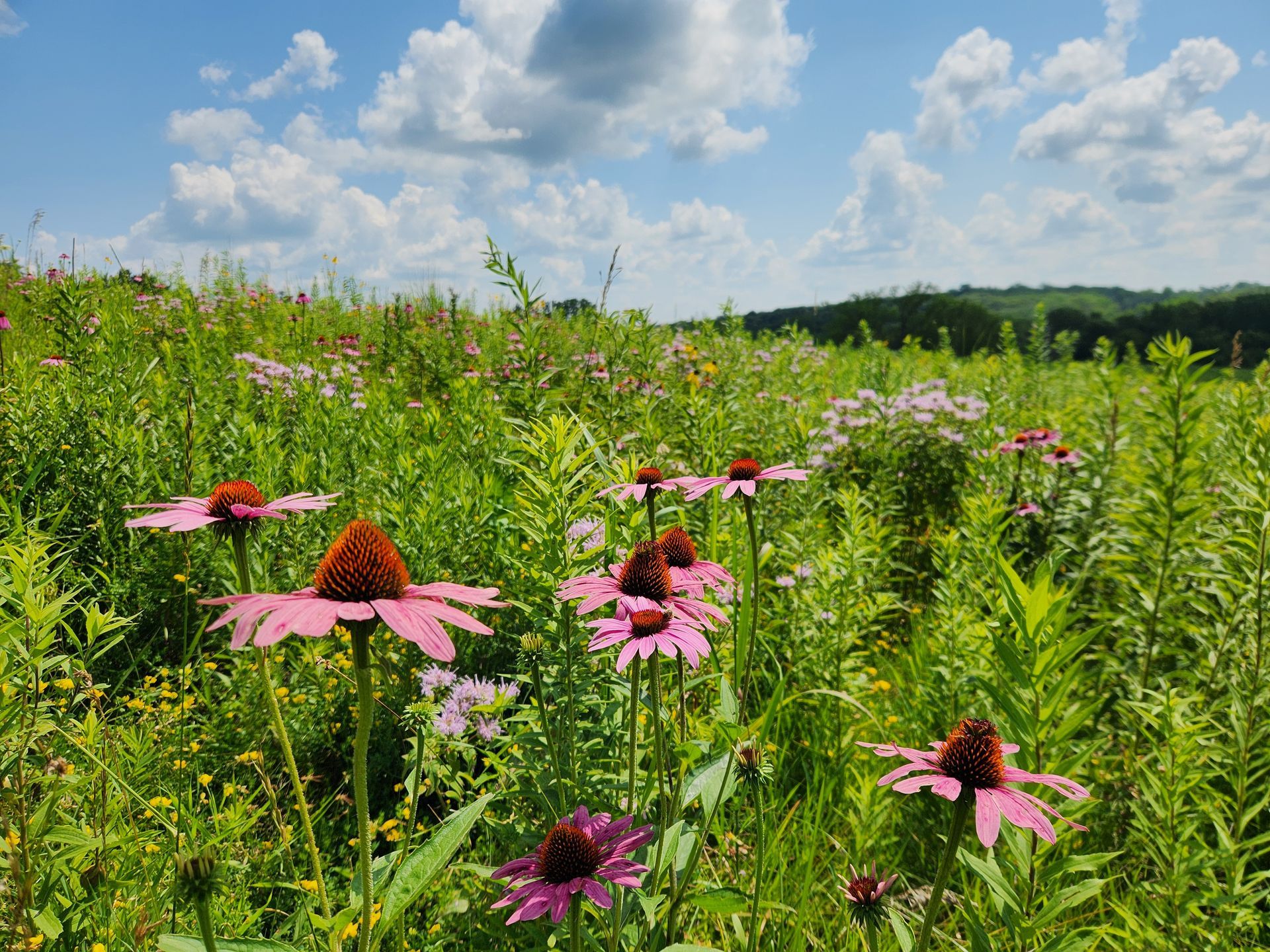 A field of pink flowers with a blue sky in the background