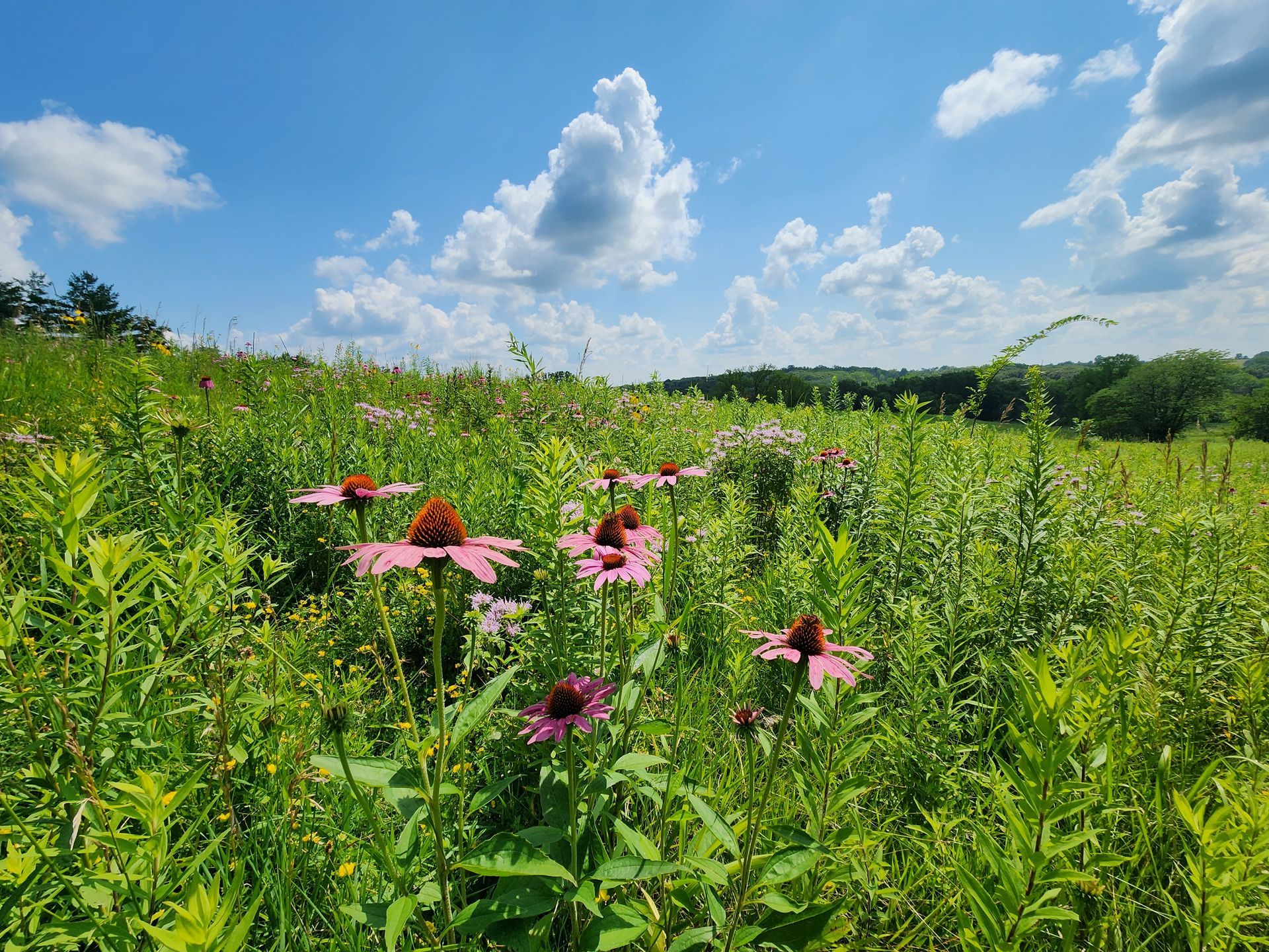 A field of pink flowers growing in the grass on a sunny day.