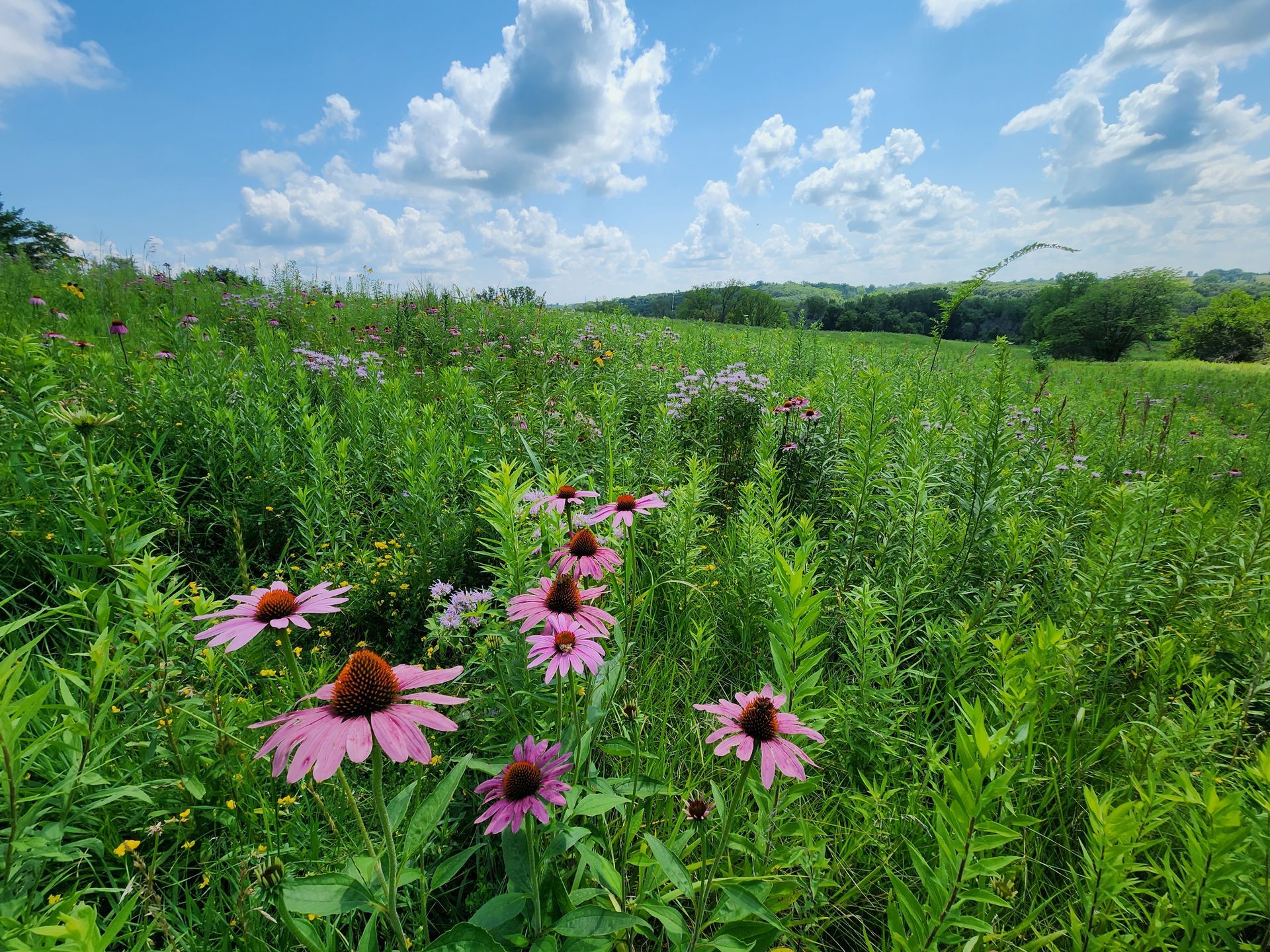 A field of pink flowers growing in the grass on a sunny day.