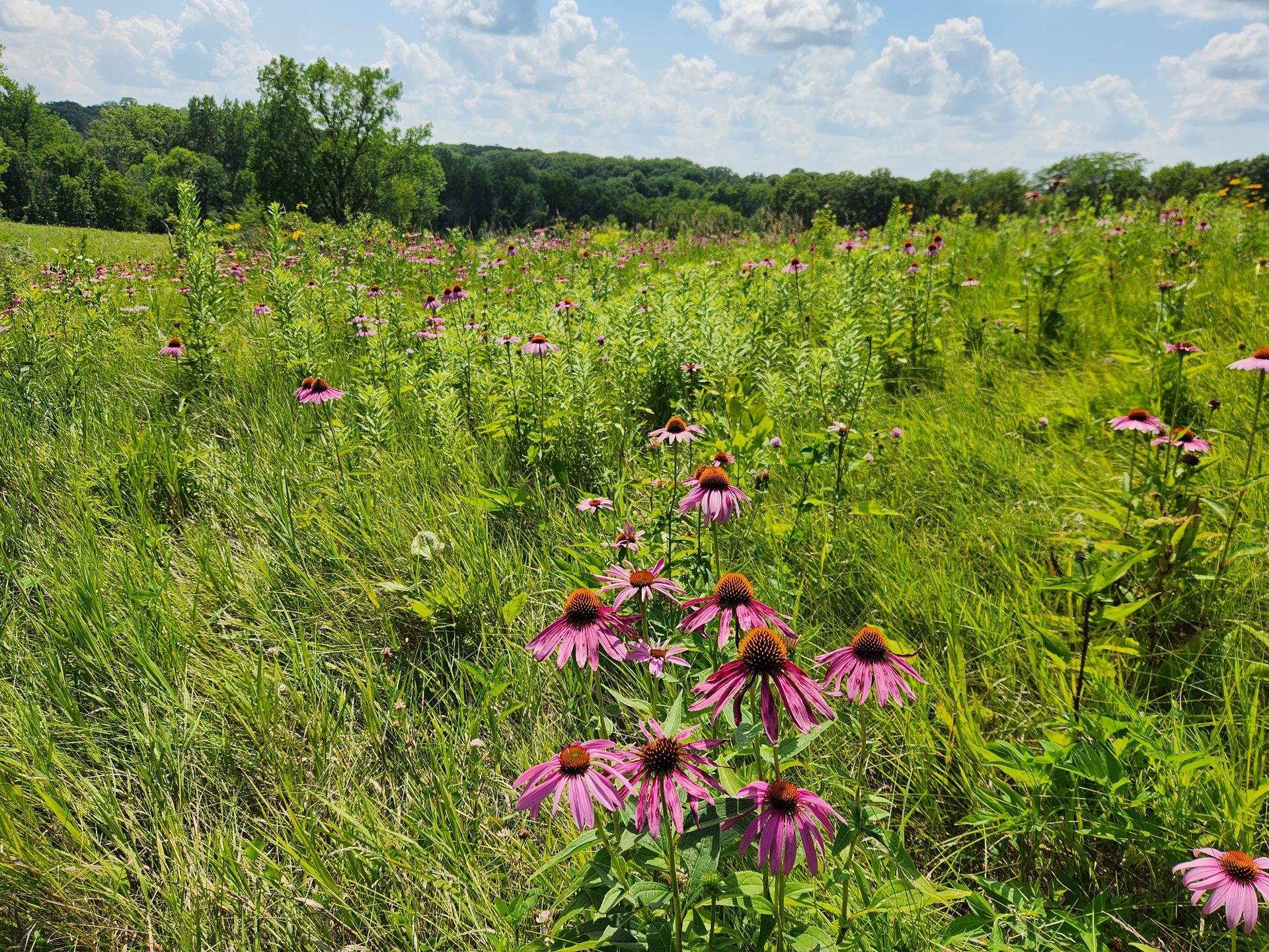 A field of purple flowers growing in the grass on a sunny day.