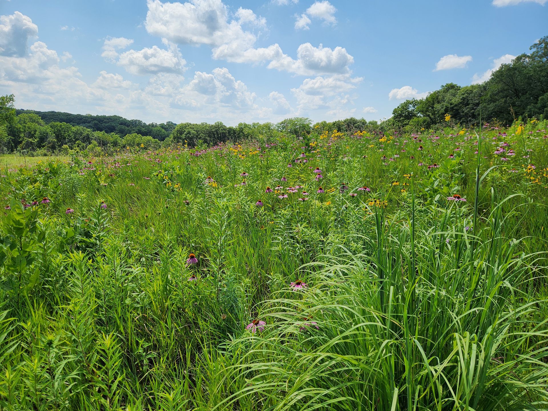 A field of tall grass and flowers on a sunny day