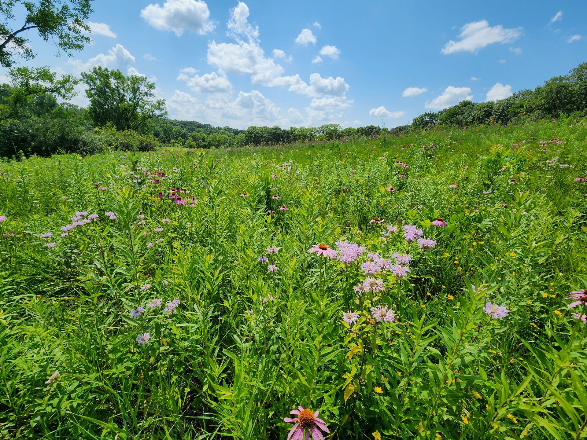 A field of flowers and grass on a sunny day
