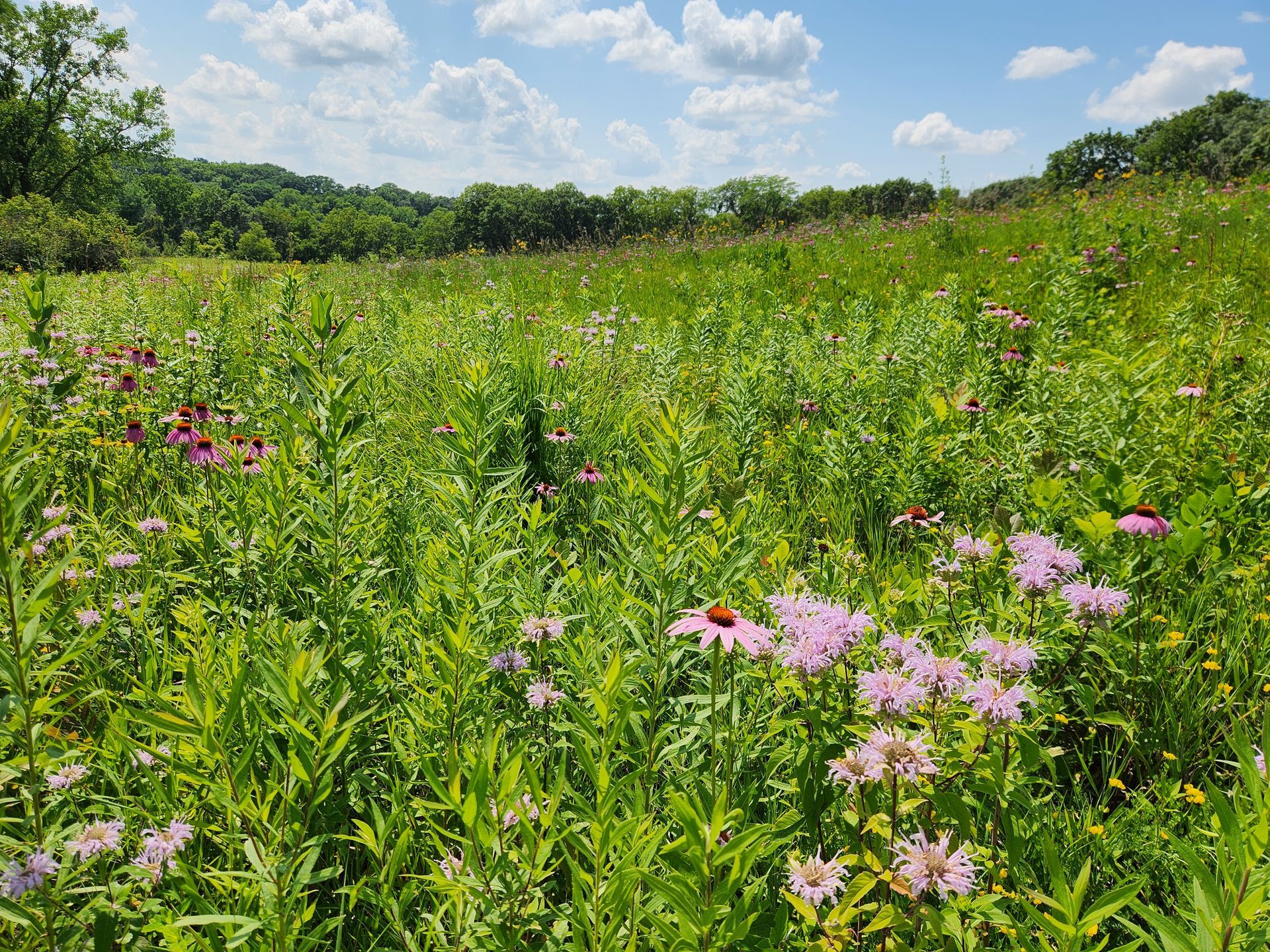 A field filled with lots of flowers and grass on a sunny day.