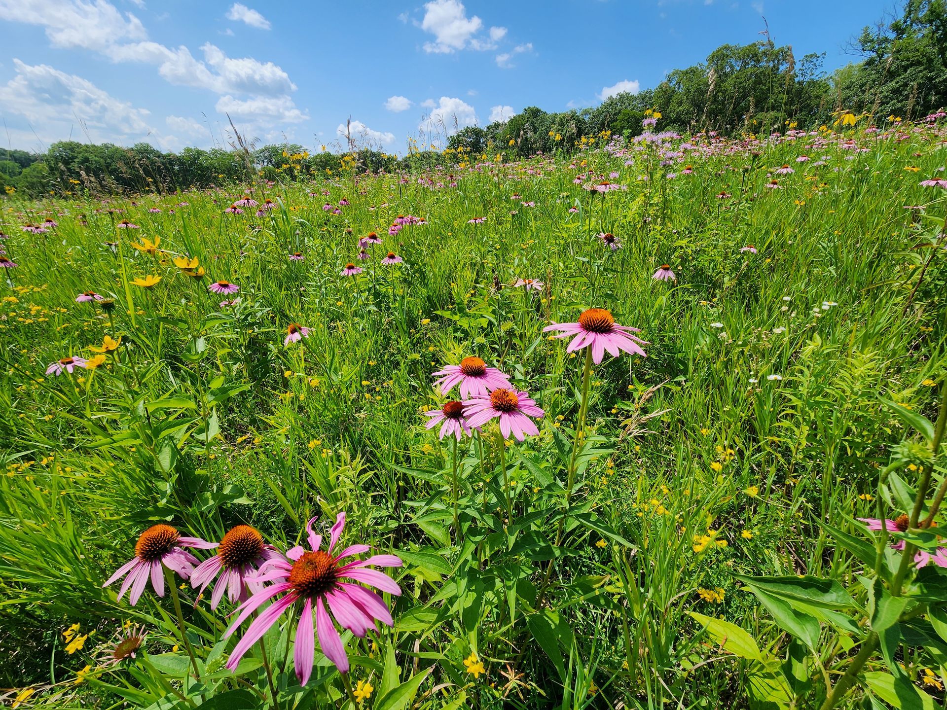A field of purple and yellow flowers on a sunny day