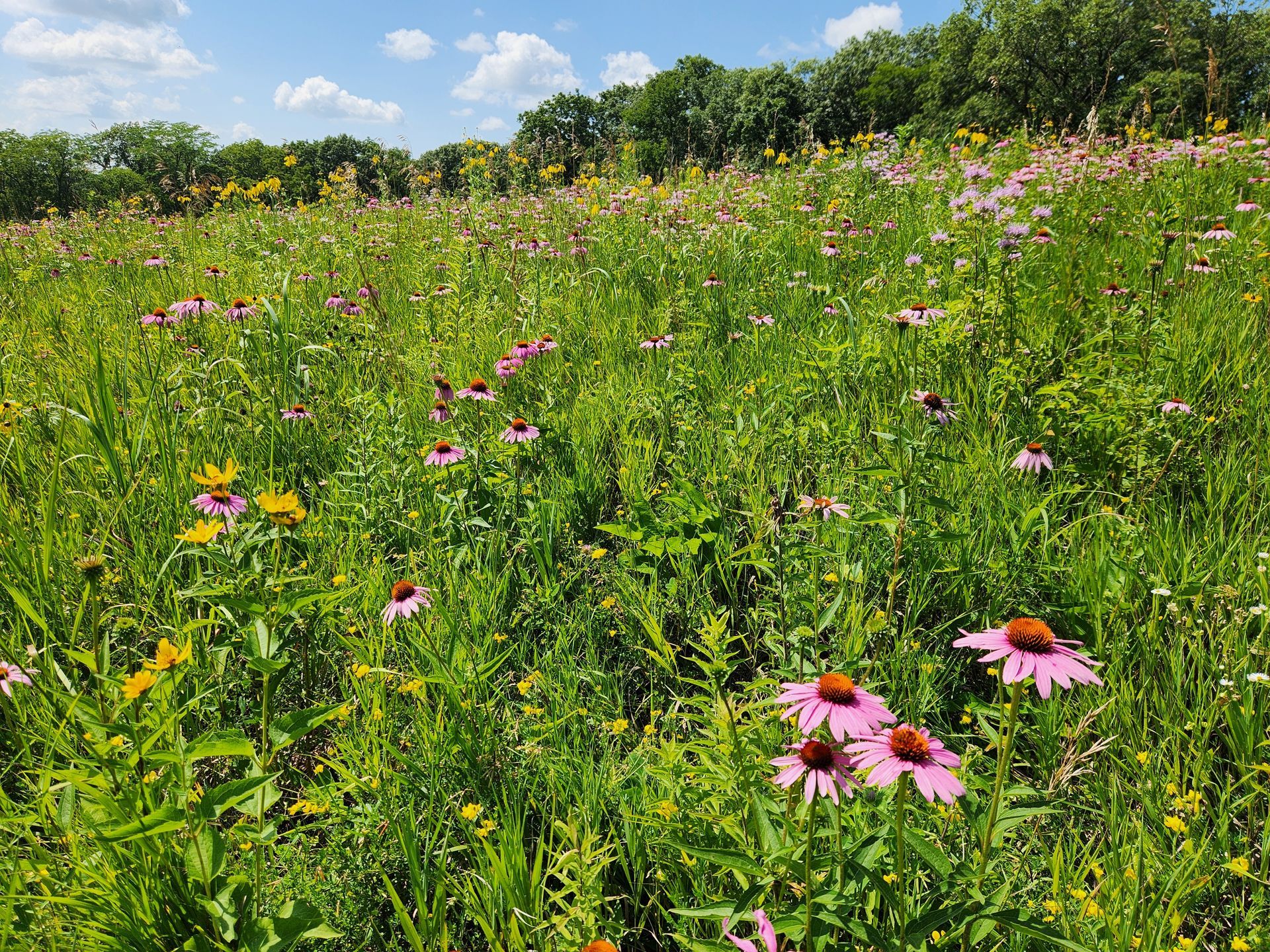 A field filled with lots of flowers and grass on a sunny day.