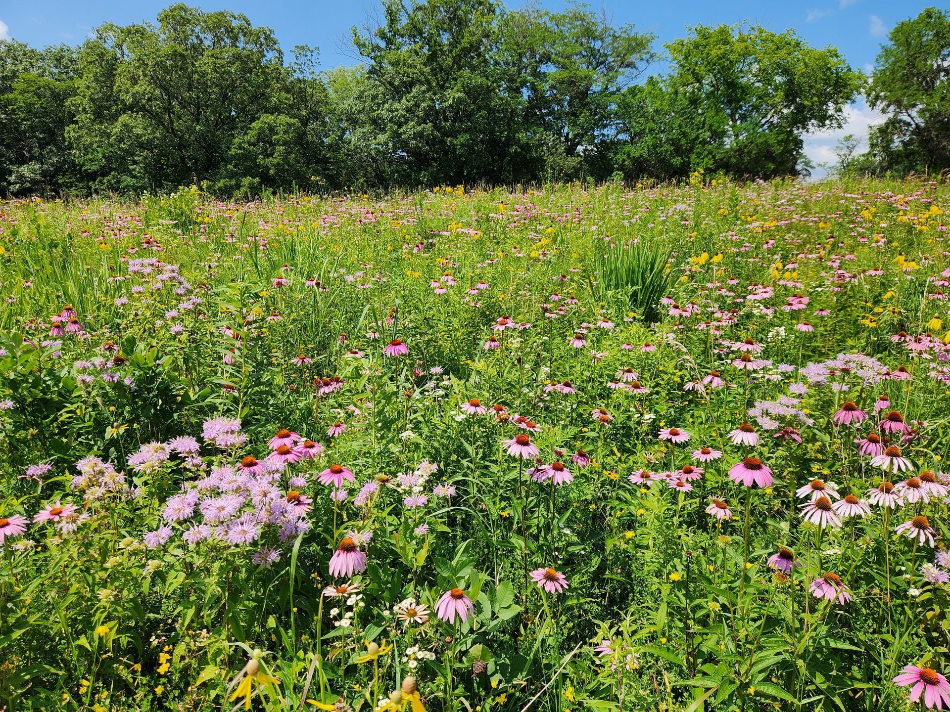 There are many different types of flowers in this field.