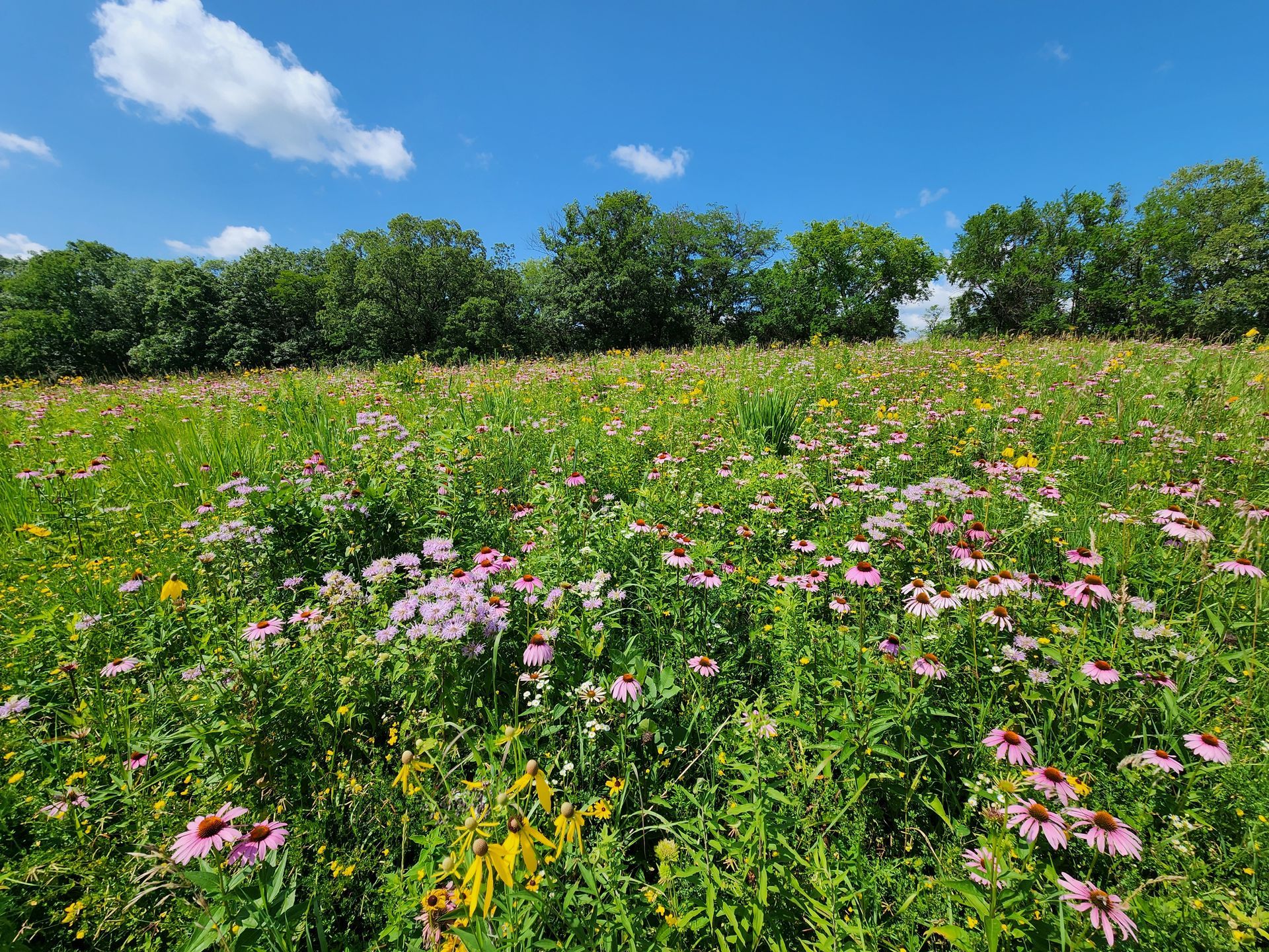 A field of flowers with trees in the background on a sunny day.