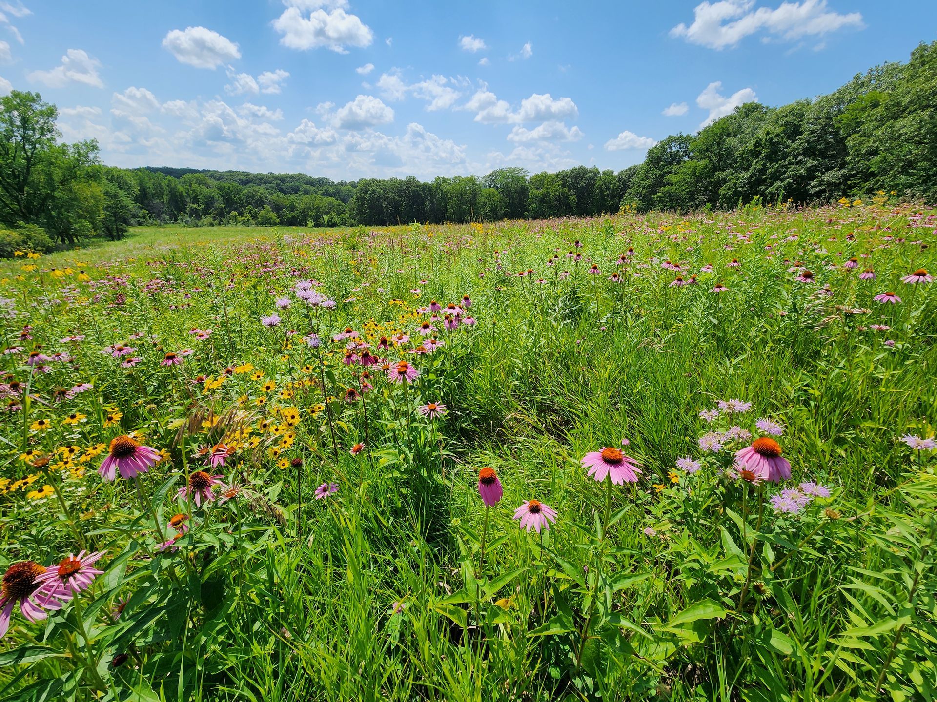 There are many different types of flowers in this field.