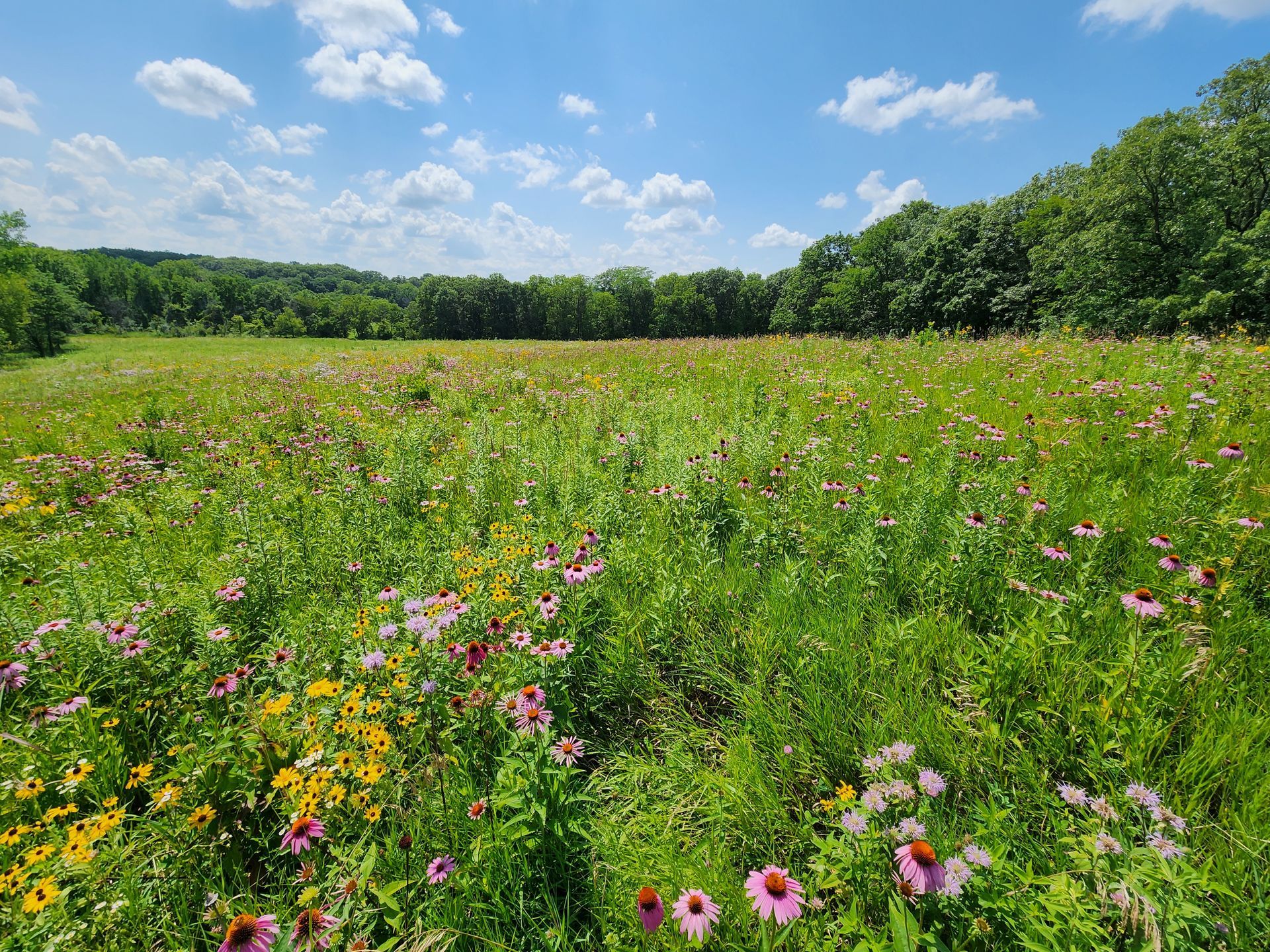 There are many different types of flowers in this field.