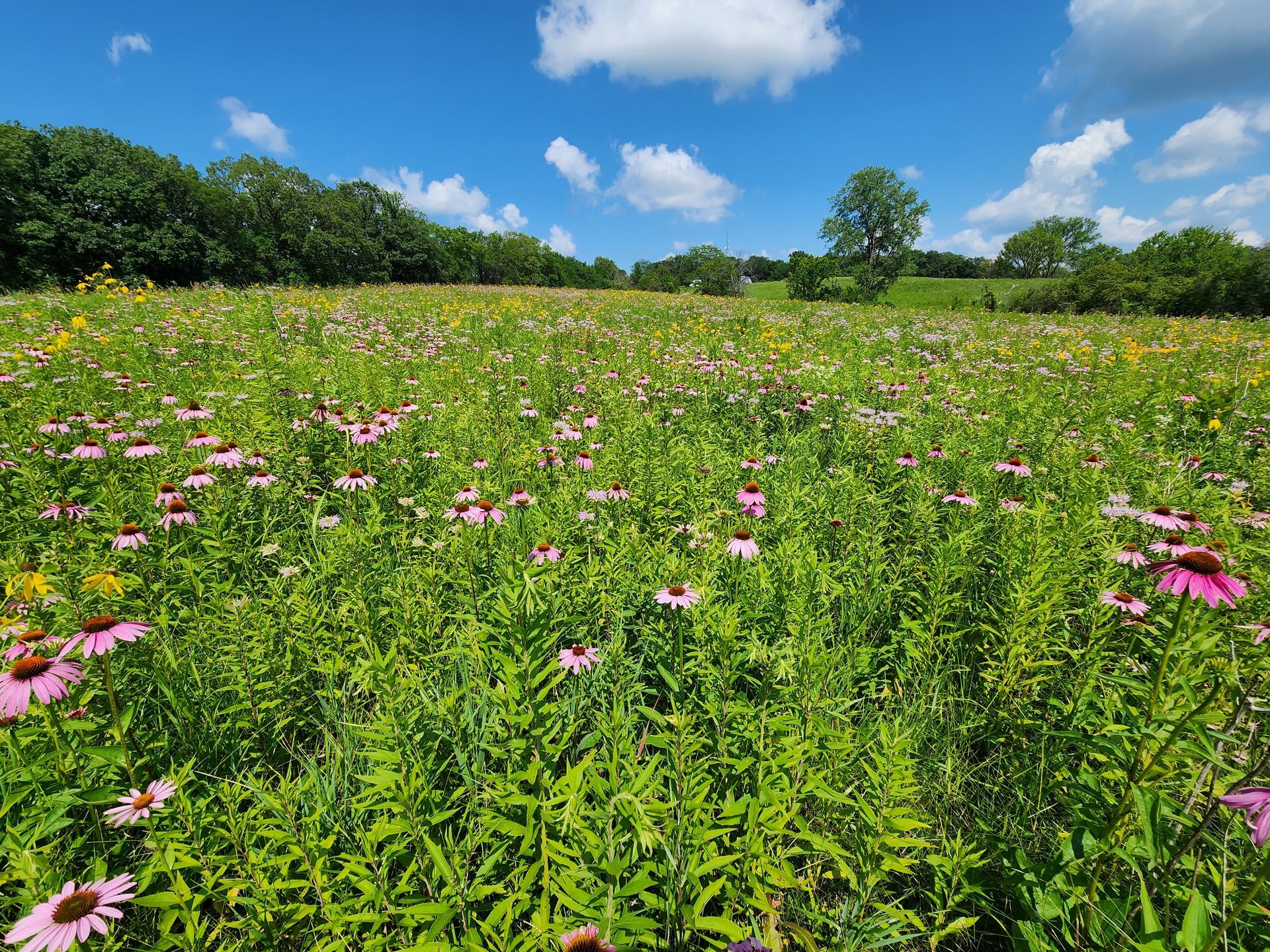 A field of pink and yellow flowers on a sunny day