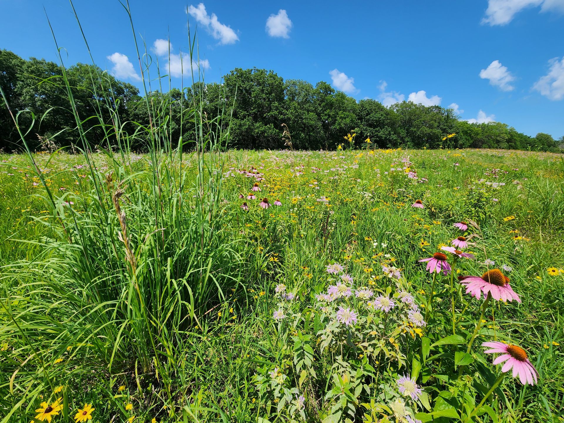 A field filled with lots of flowers and grass on a sunny day.