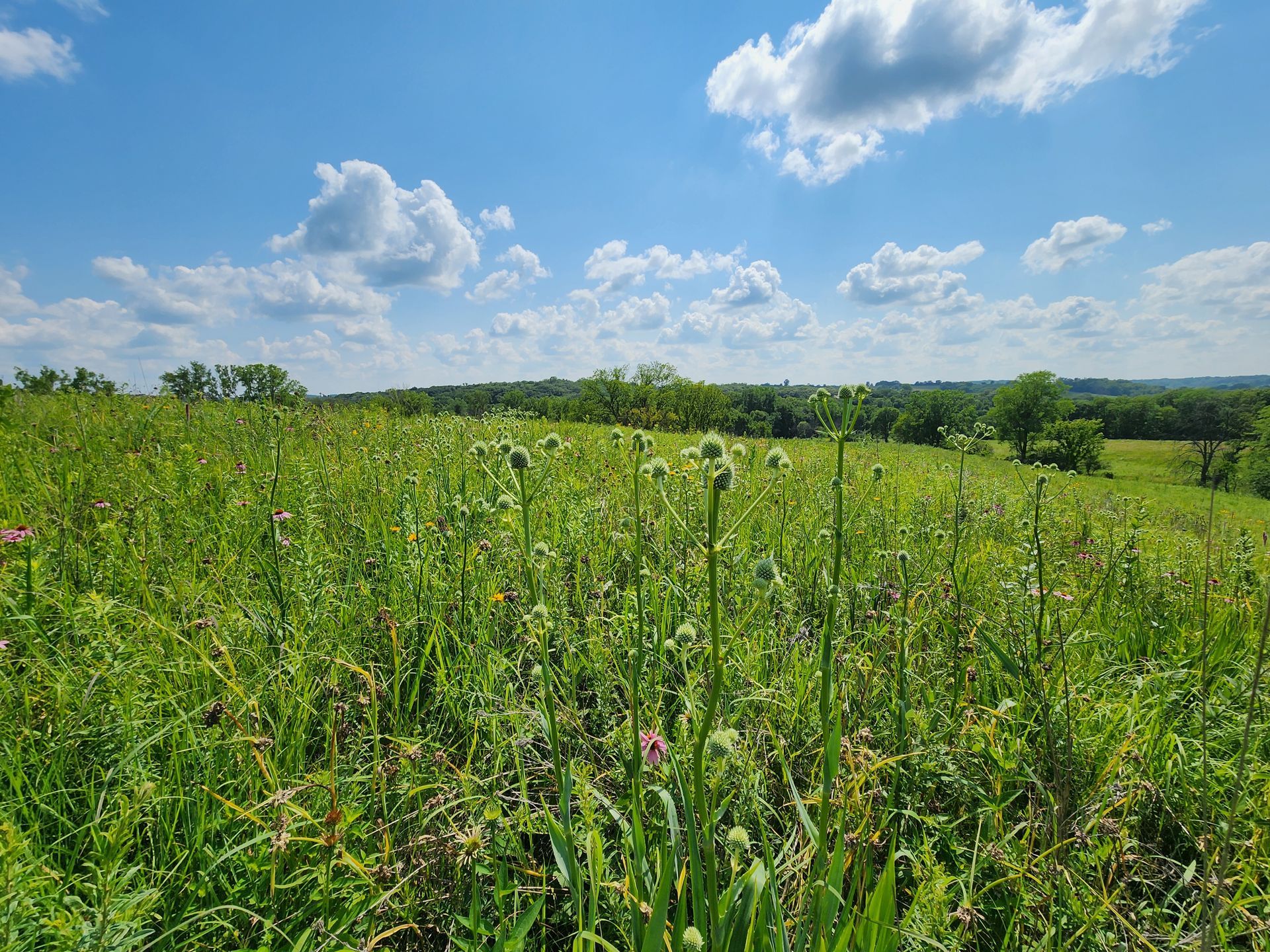 A field of tall grass and flowers on a sunny day