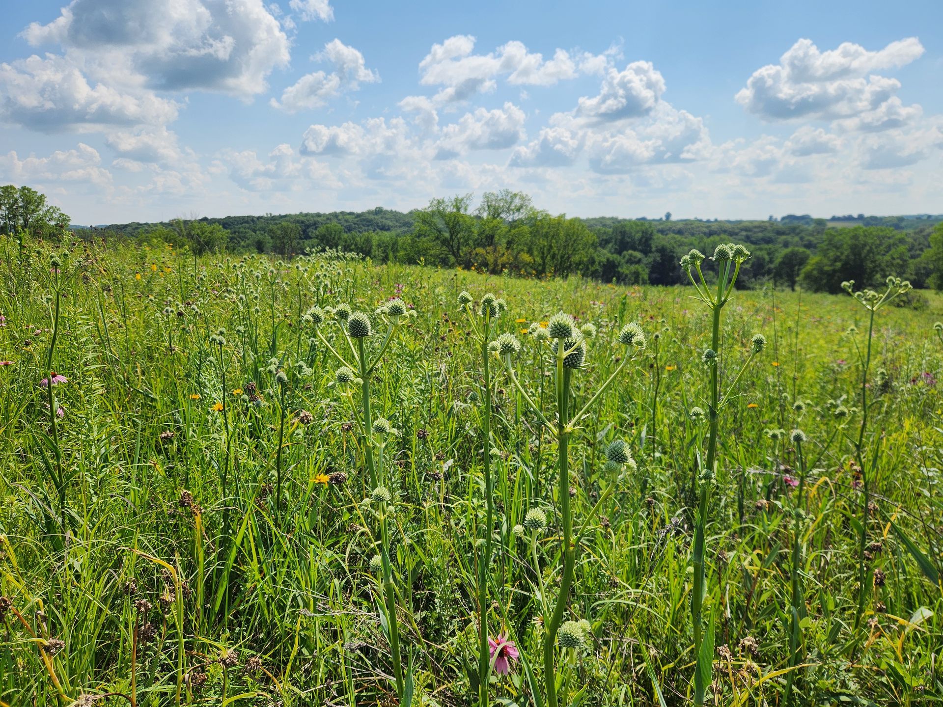 A field of tall grass and flowers on a sunny day
