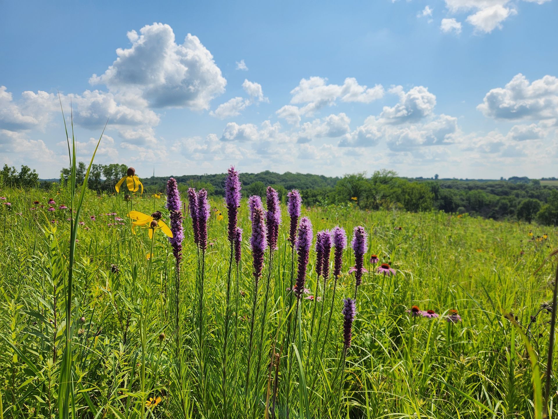 A field of tall grass and purple flowers on a sunny day.