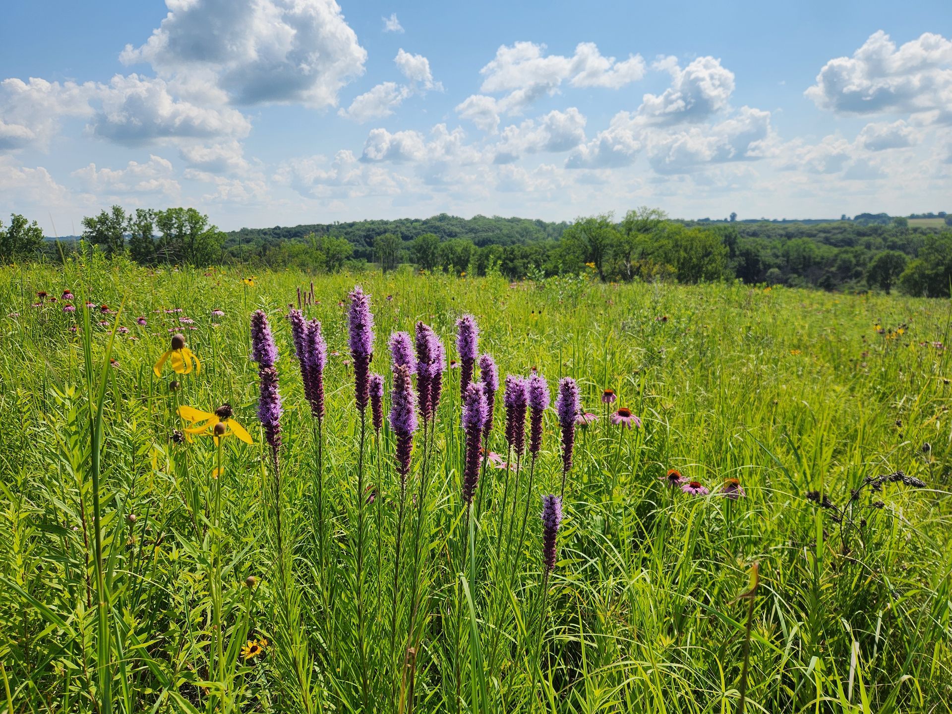 A field of tall grass and purple flowers on a sunny day.
