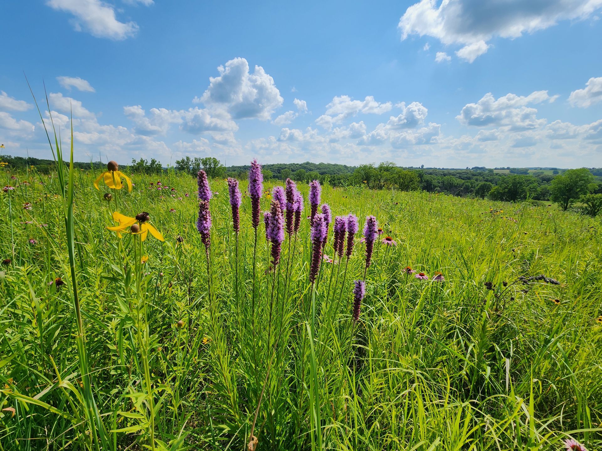 A field of tall grass and purple flowers on a sunny day.