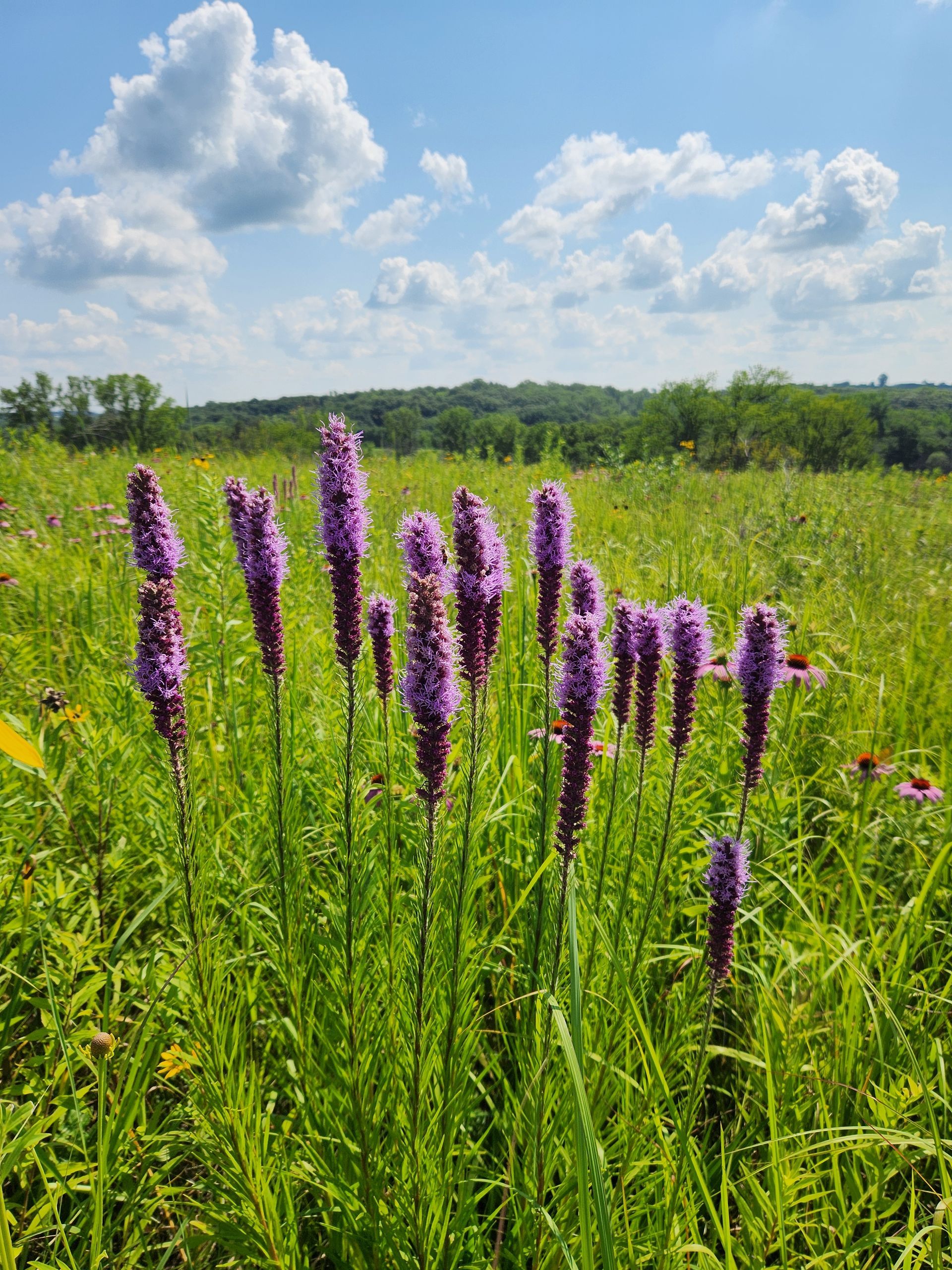A field of purple flowers growing in the grass on a sunny day.