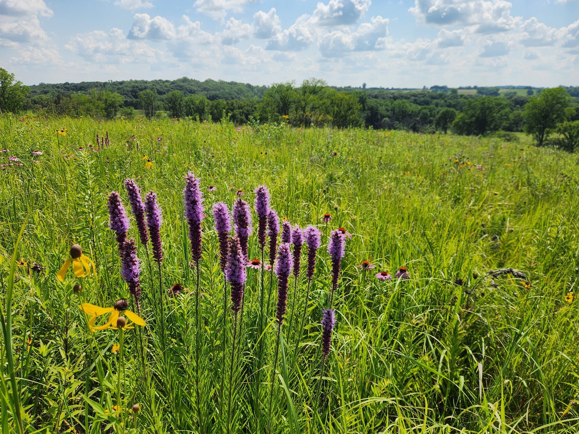 A field of tall grass and purple flowers on a sunny day.