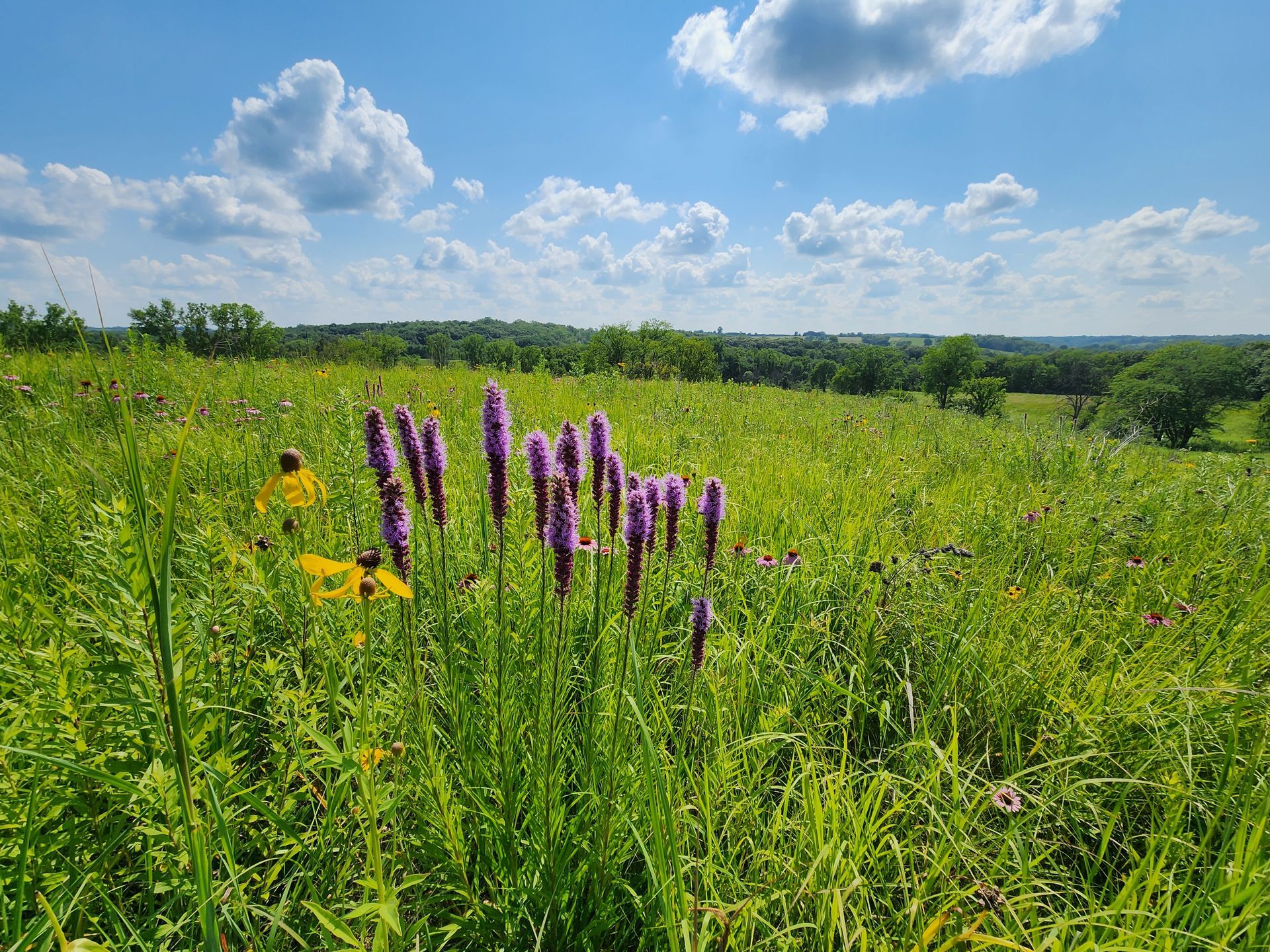 A field of tall grass and purple flowers on a sunny day