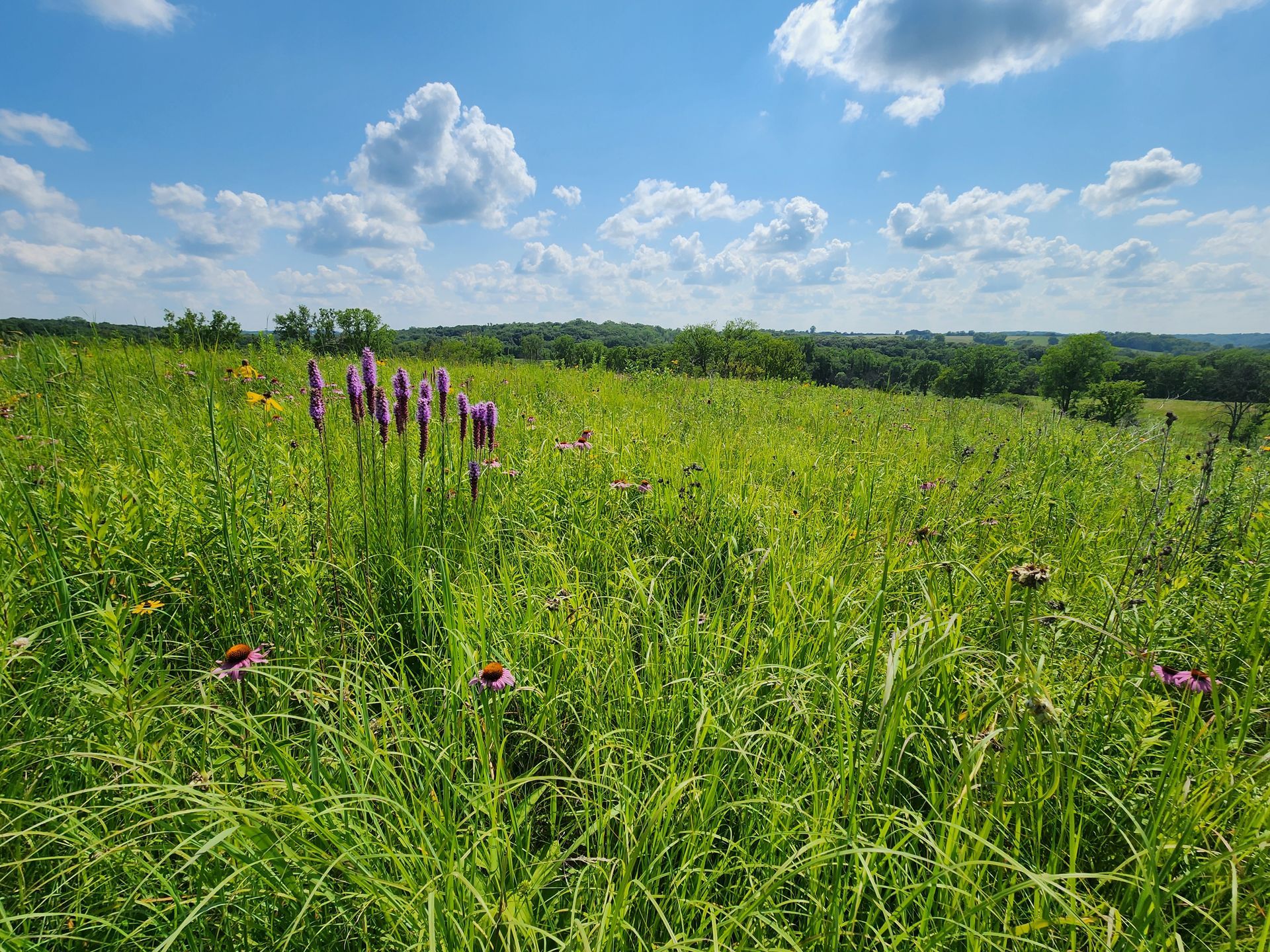 A field of tall grass and flowers on a sunny day