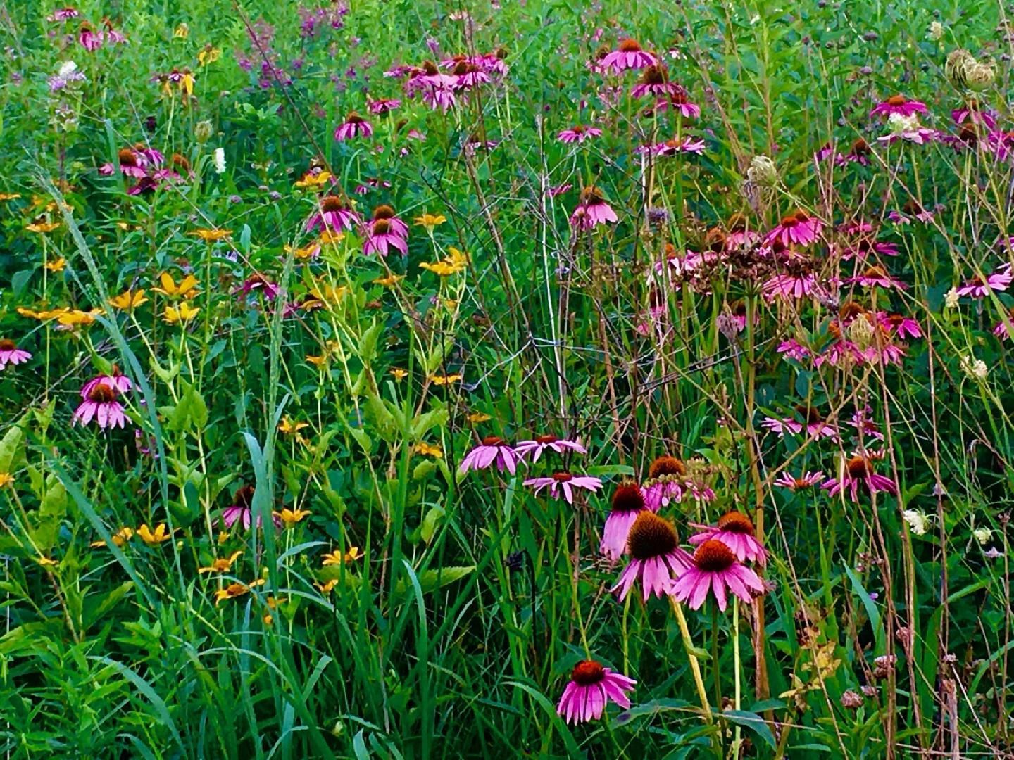 A person is holding a pile of corn in their hands.