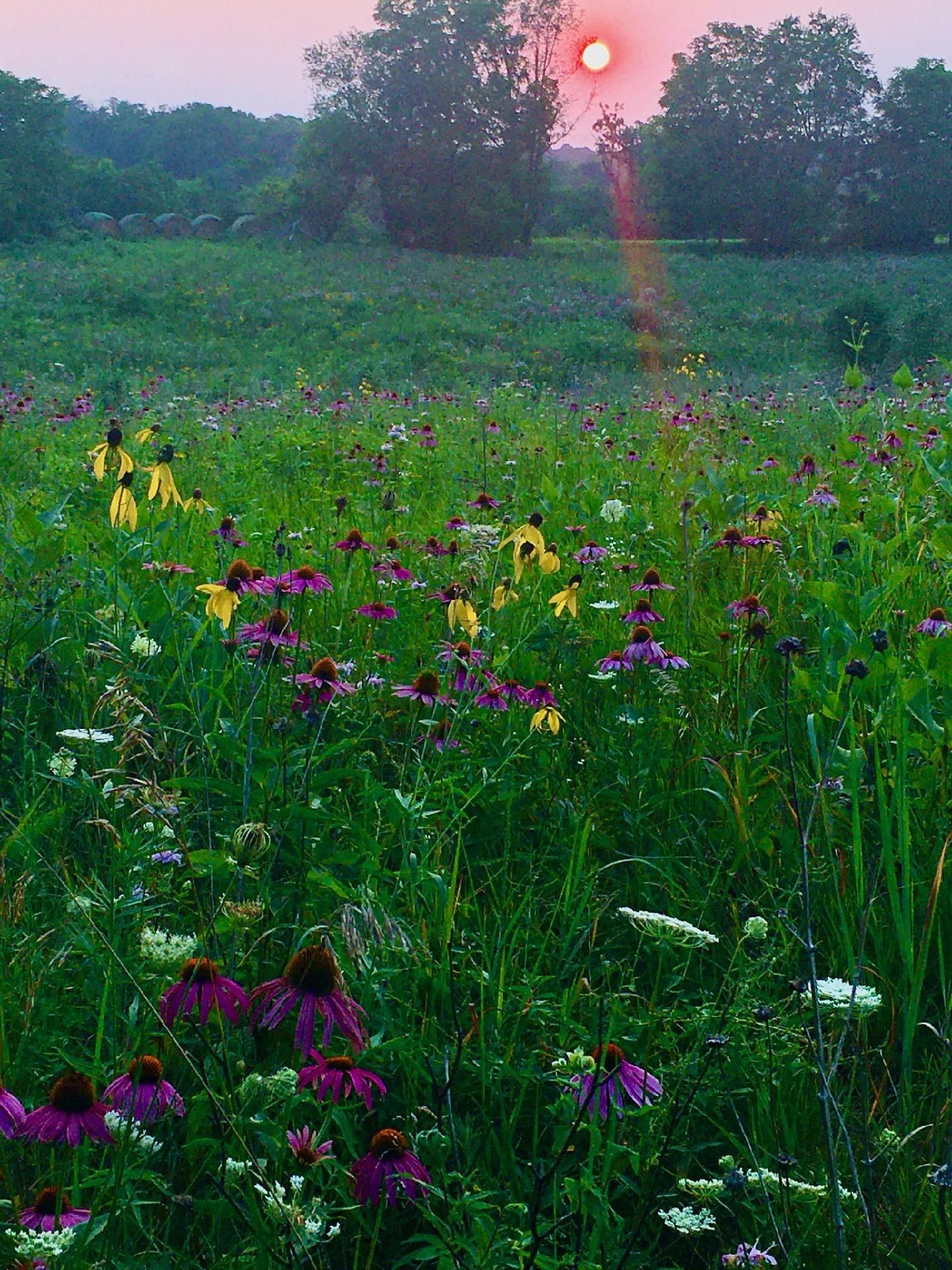 A field of flowers with a sunset in the background