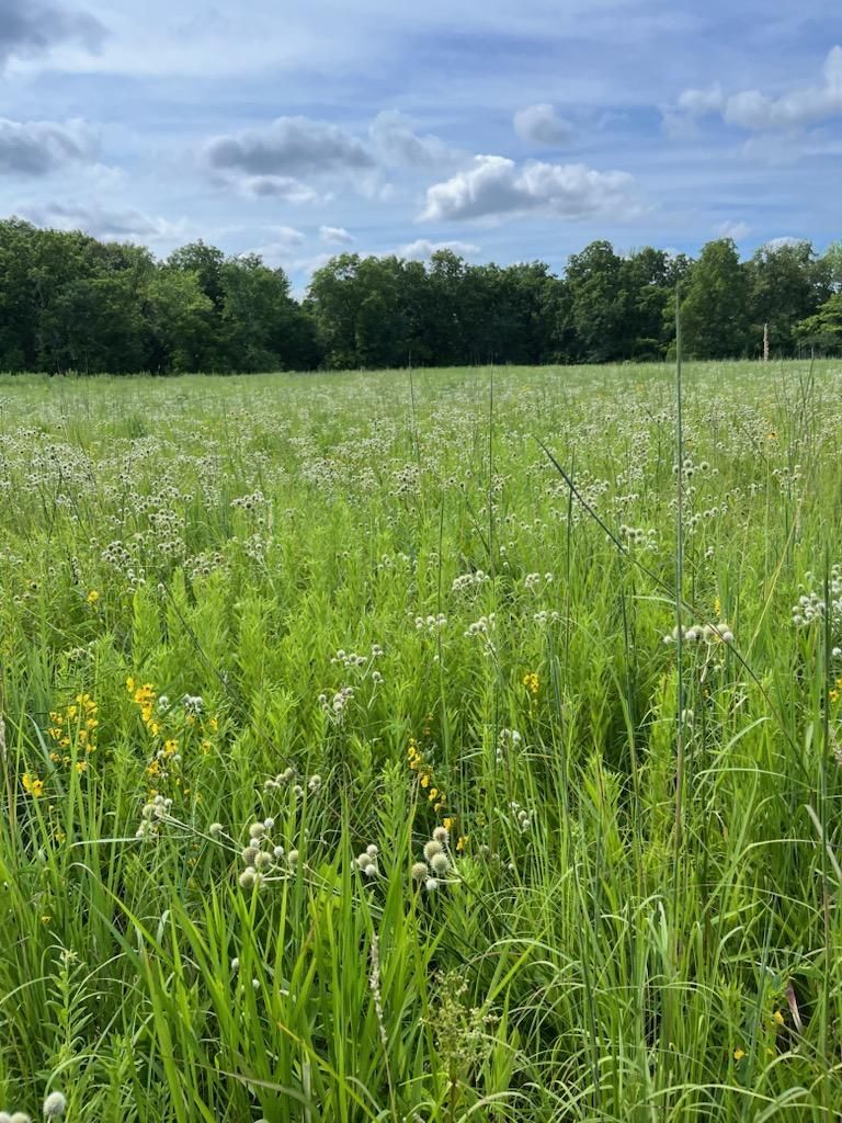 A field of tall grass and flowers with trees in the background on a sunny day.